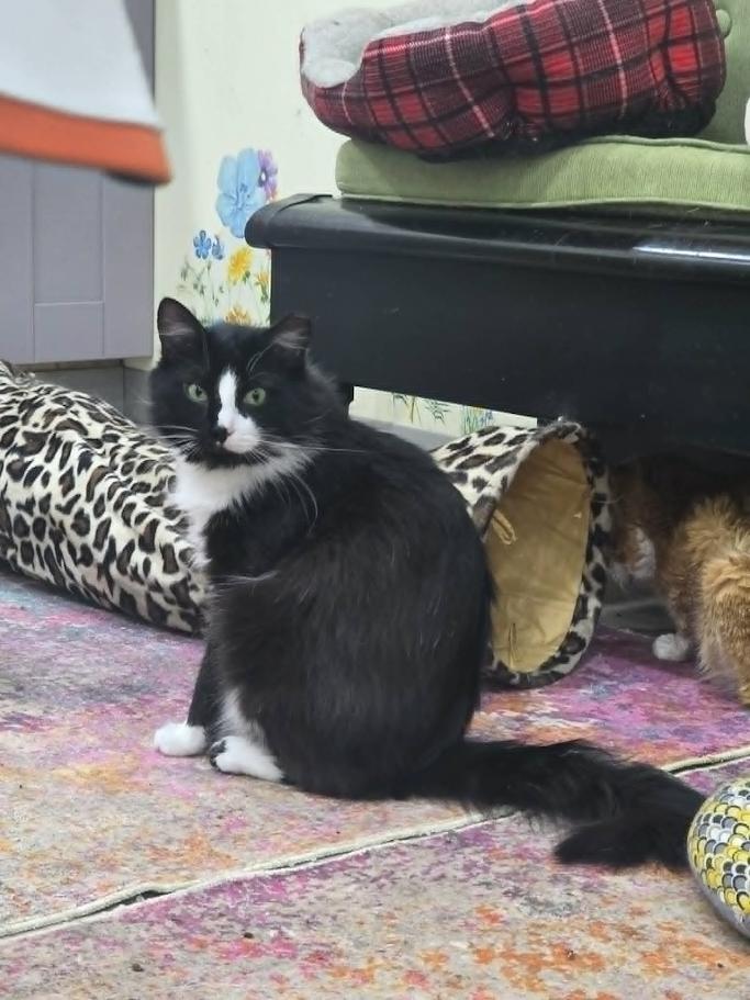Grommet - CT RESIDENTS ONLY, a ADOPTABLE Domestic Long Hair in Norwich, CT image 4/5