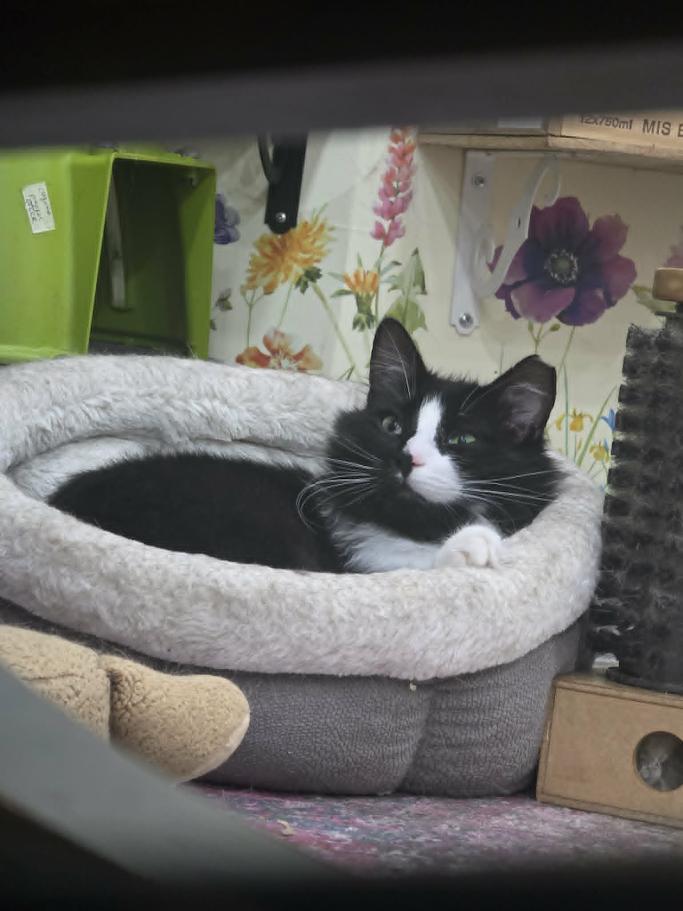 Grommet - CT RESIDENTS ONLY, a ADOPTABLE Domestic Long Hair in Norwich, CT image 3/5