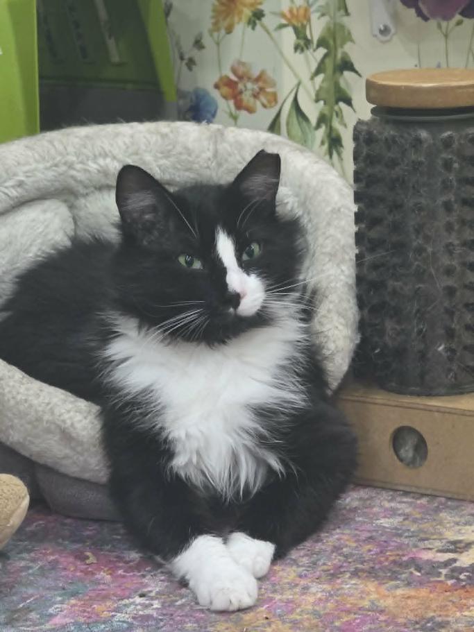 Grommet - CT RESIDENTS ONLY, a ADOPTABLE Domestic Long Hair in Norwich, CT image 2/5