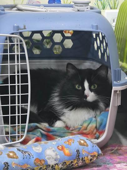 Grommet - CT RESIDENTS ONLY, ADOPTABLE, Adult Male Domestic Long Hair.