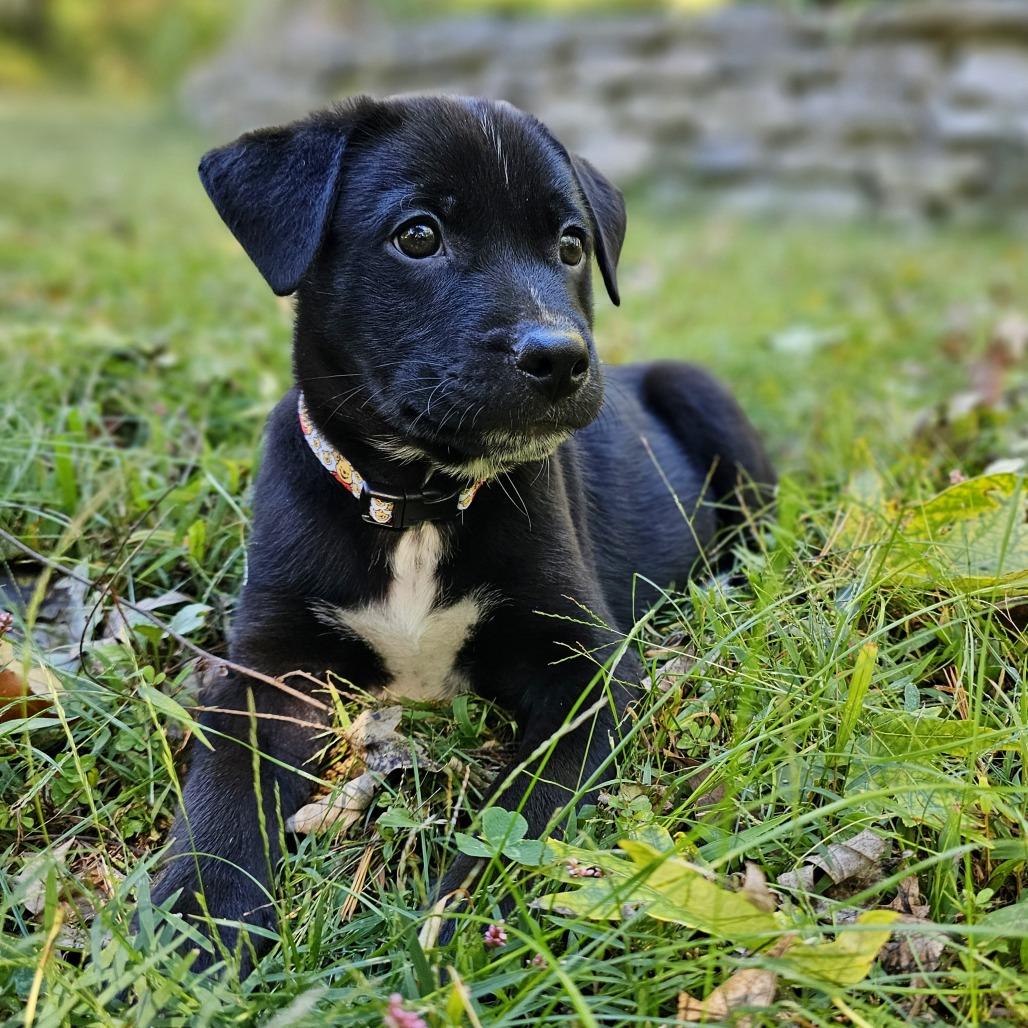 Roo, Adoptable, Puppy Male Mixed Breed.