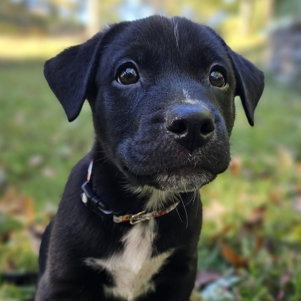 Enlarge Roo, a Adoptable Mixed Breed in Festus, MO image 2/5
