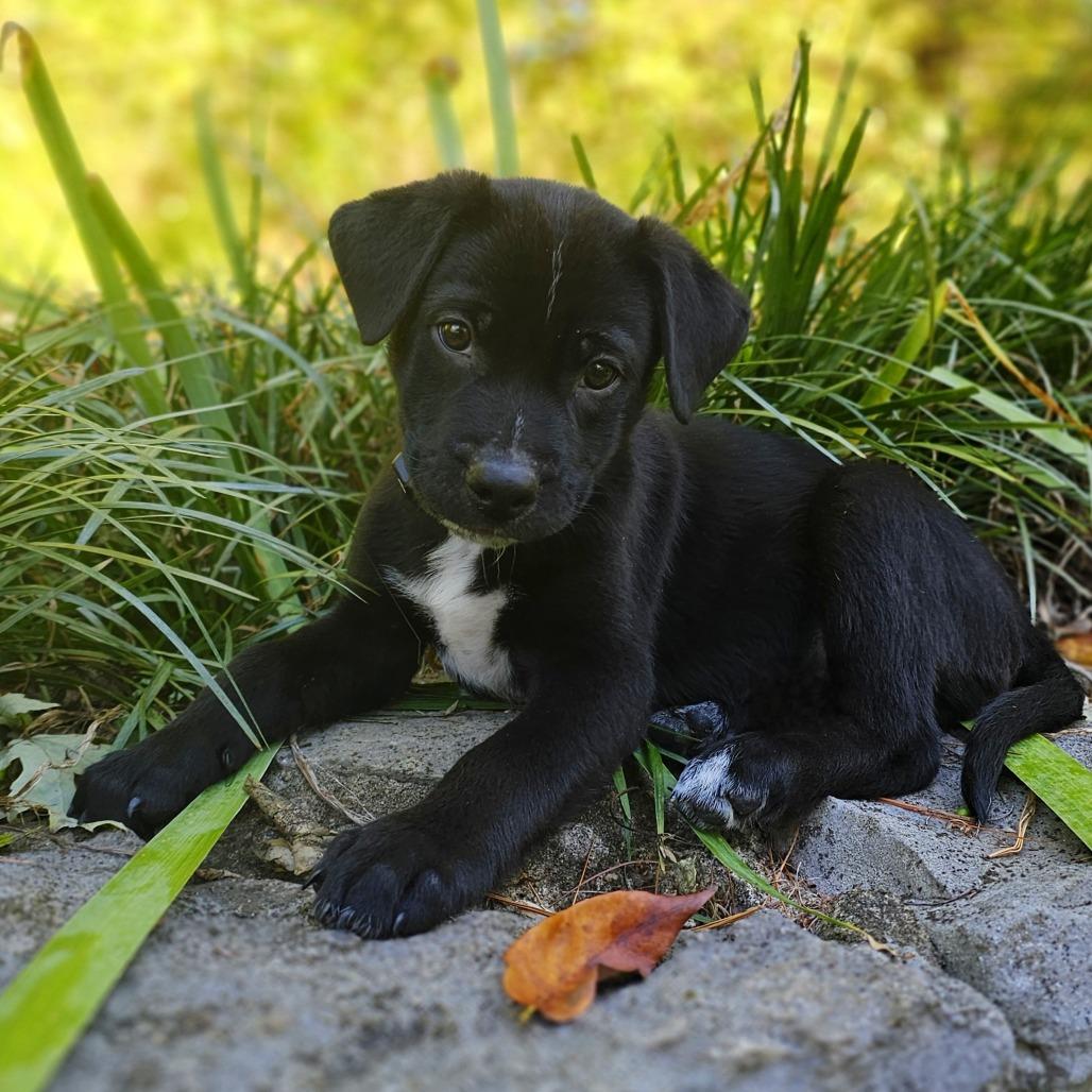 Enlarge Roo, a Adoptable Mixed Breed in Festus, MO image 3/5