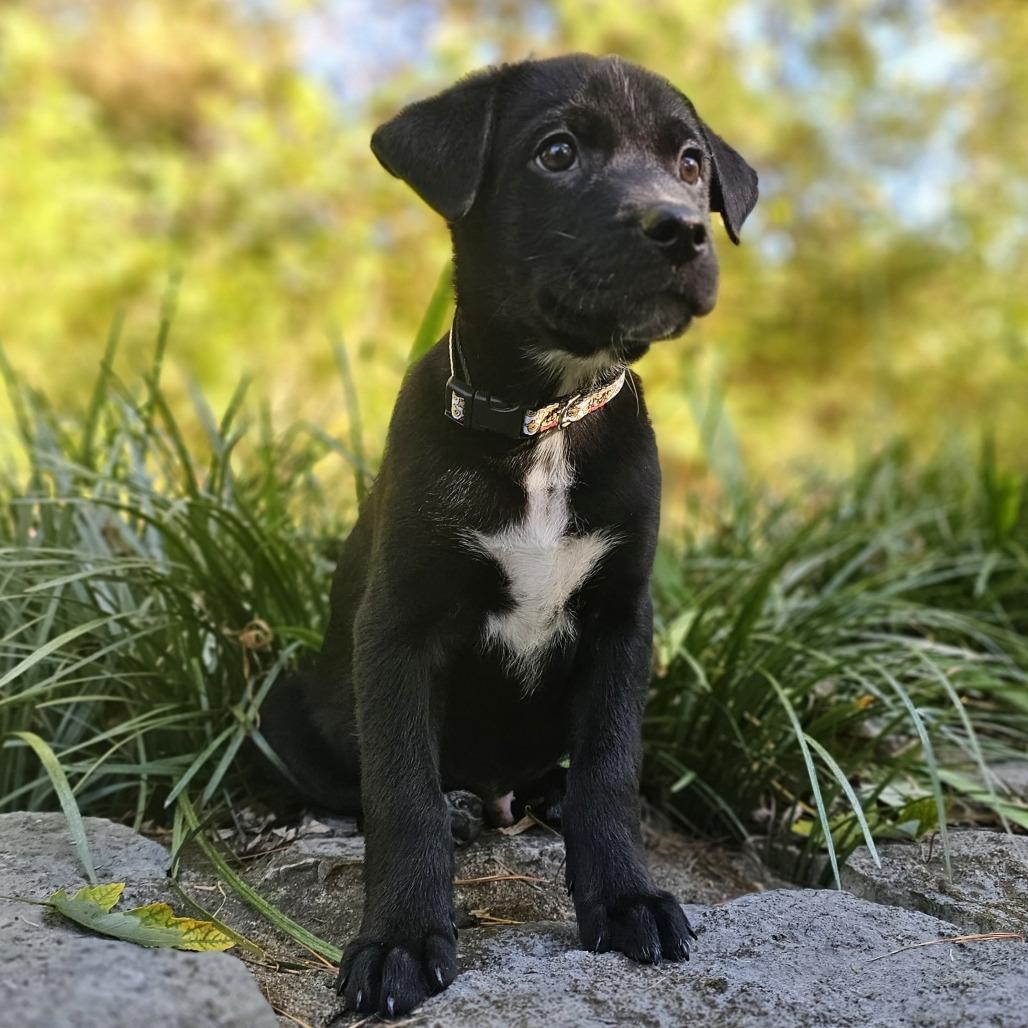 Enlarge Roo, a Adoptable Mixed Breed in Festus, MO image 4/5