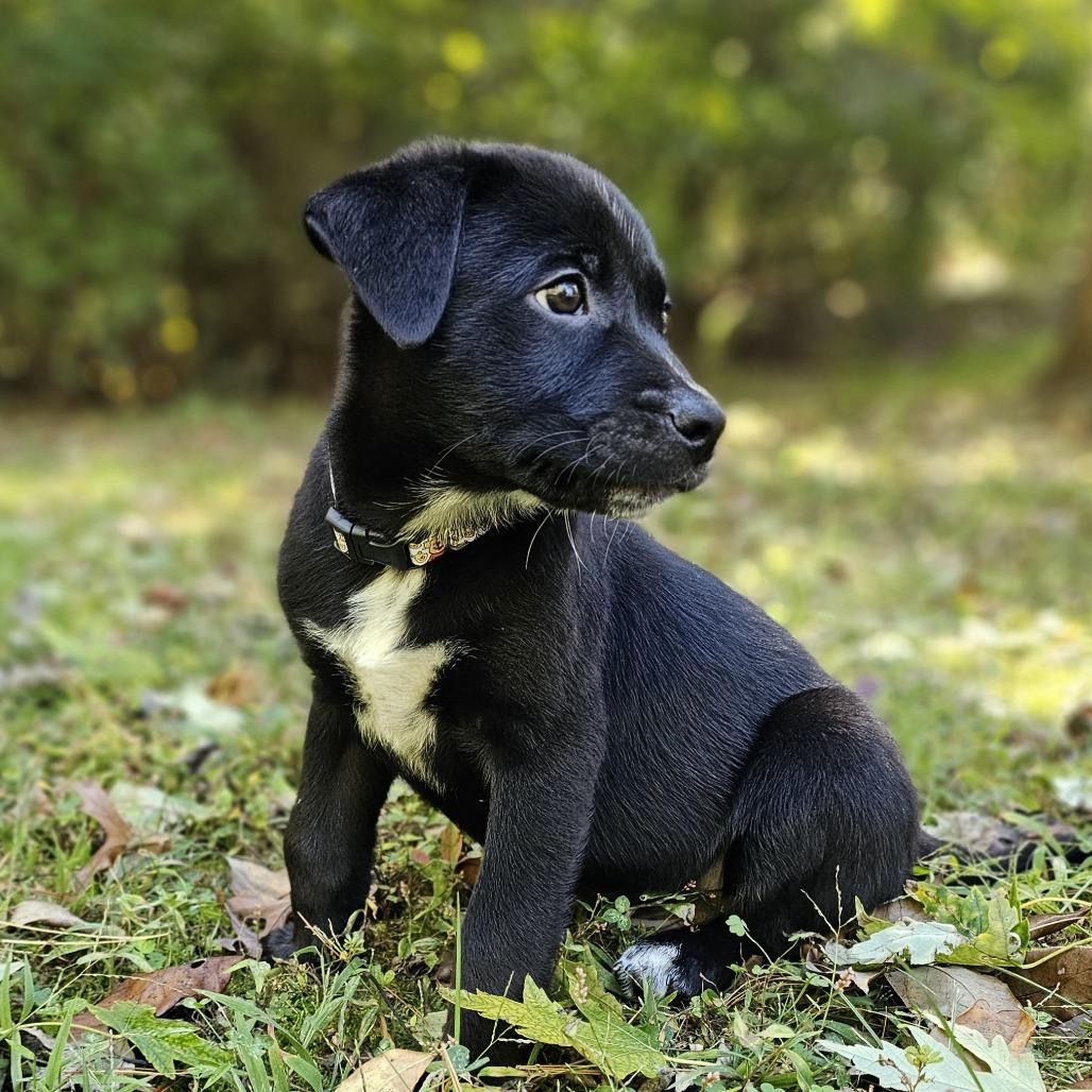 Enlarge Roo, a Adoptable Mixed Breed in Festus, MO image 5/5