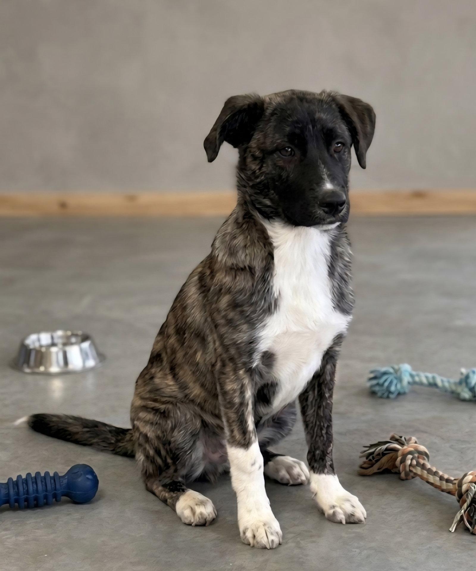 Enlarge **HUNTRESS**, a Adoptable Australian Shepherd in North Prairie, WI image 2/3