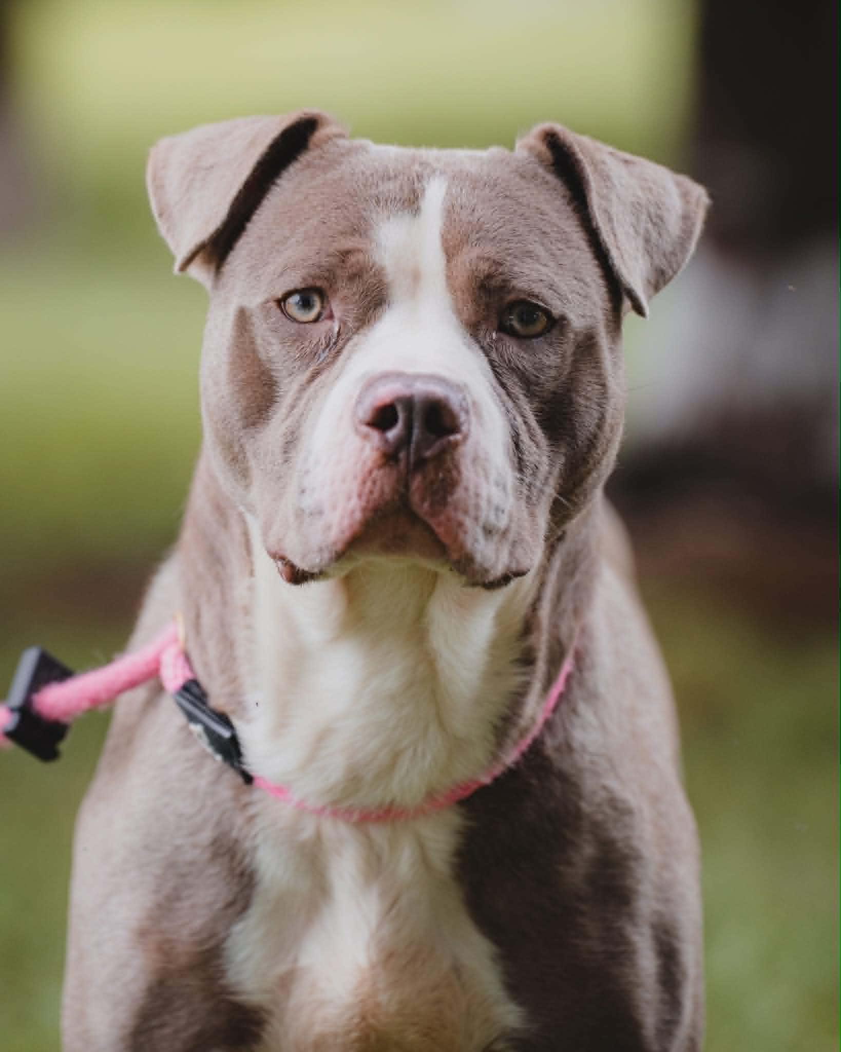 Tessa, Adoptable, Adult Female Pit Bull Terrier.