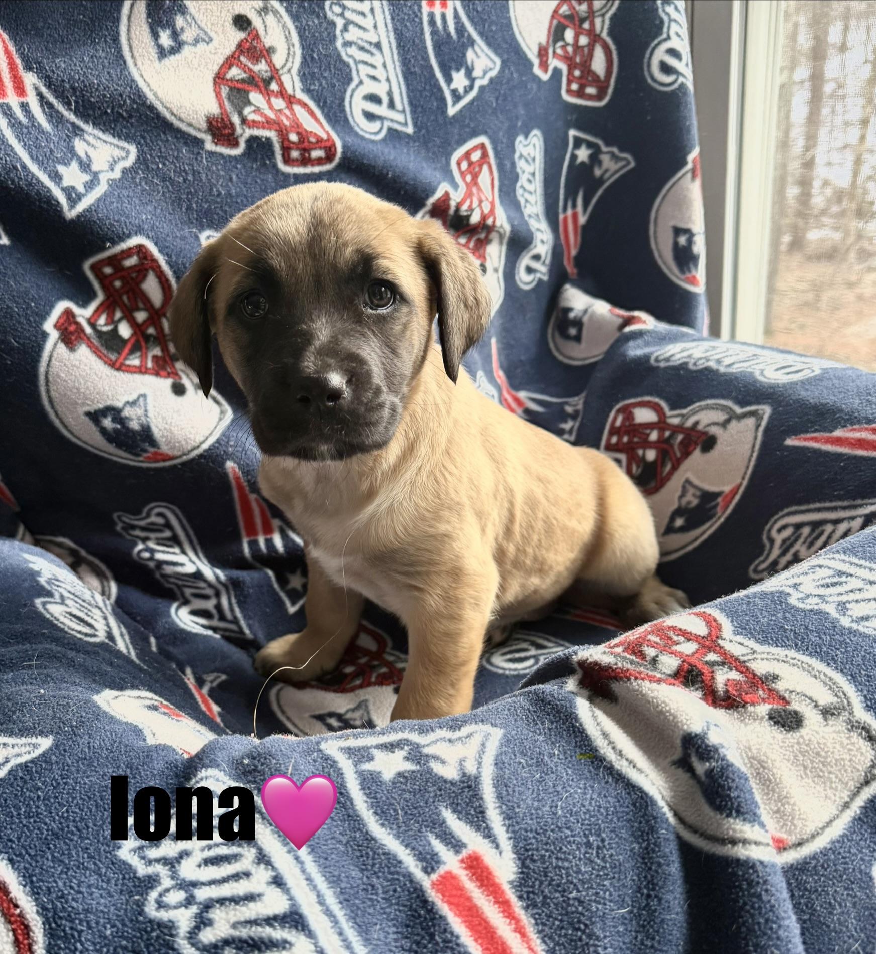 Iona, a Adoptable mixed breed in Douglas, MA image 2/4