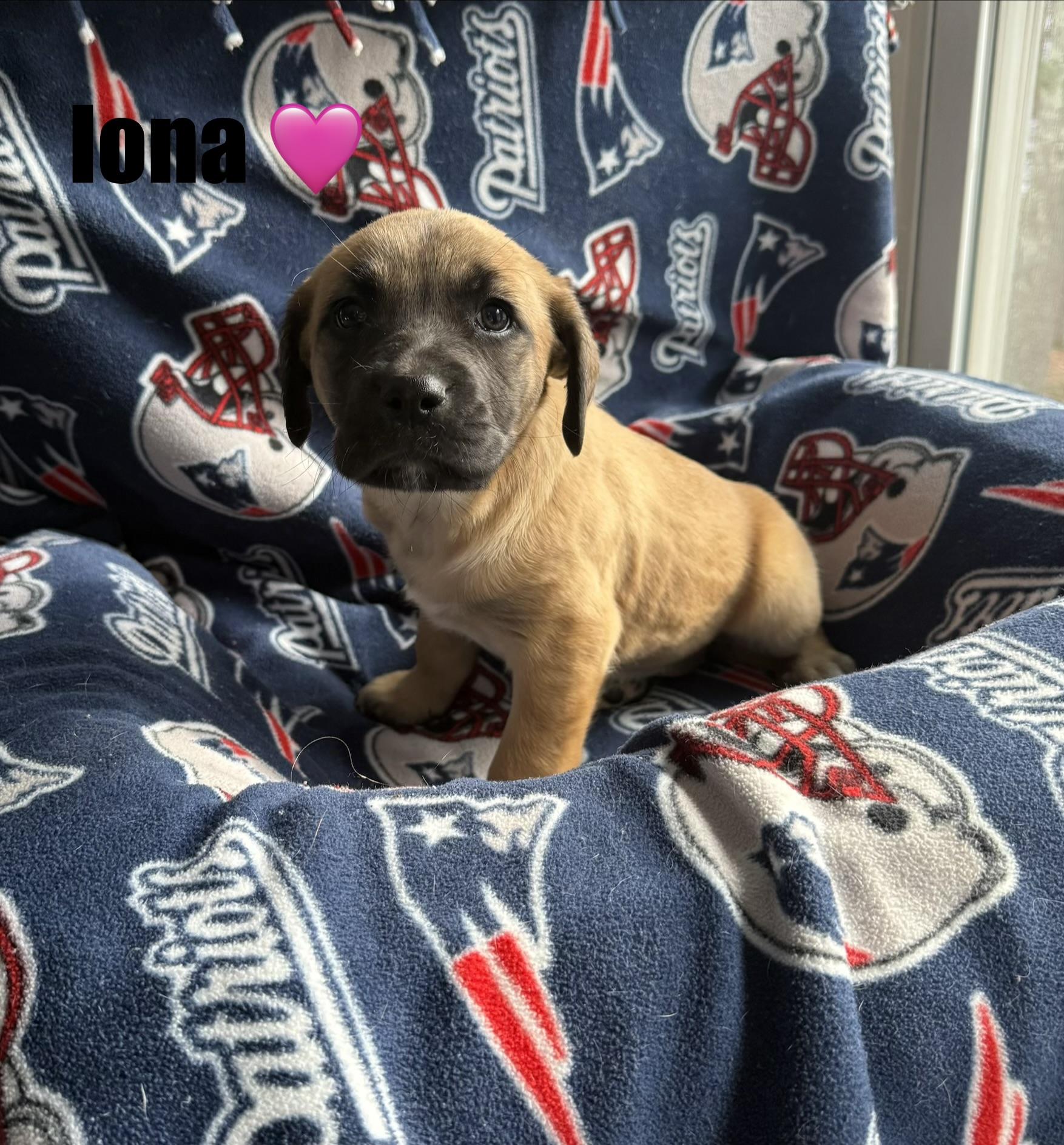 Iona, a Adoptable mixed breed in Douglas, MA image 1/4