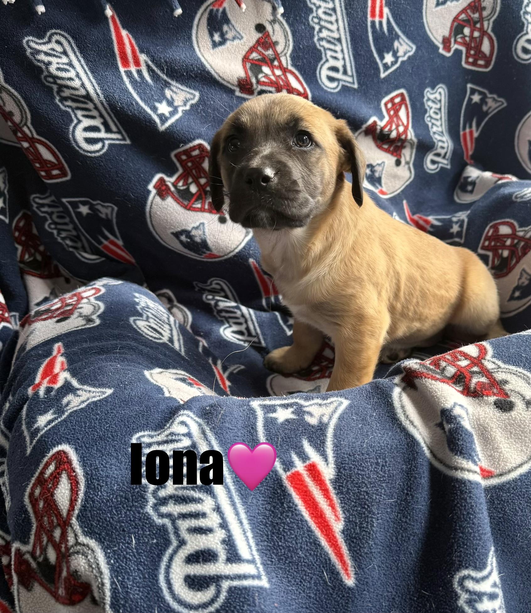 Iona, a Adoptable mixed breed in Douglas, MA image 4/4