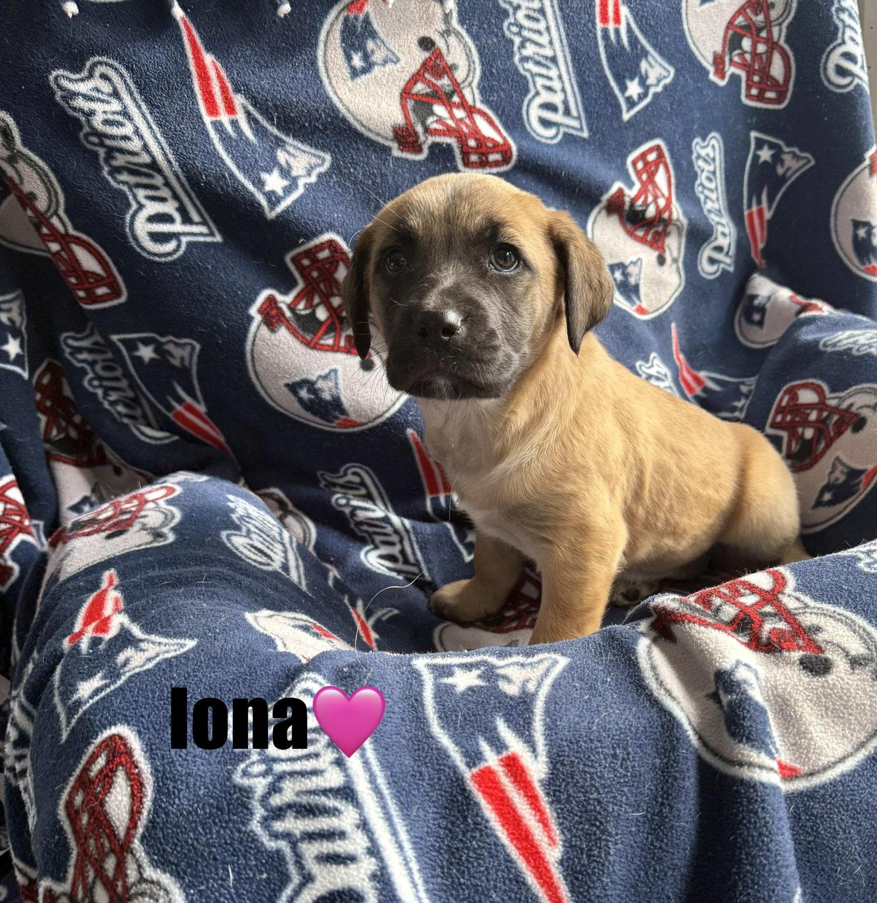 Iona, a Adoptable mixed breed in Douglas, MA image 3/4