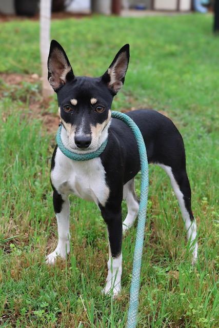 Enlarge Pepper, a ADOPTABLE mixed breed in Nocona, TX image 1/1