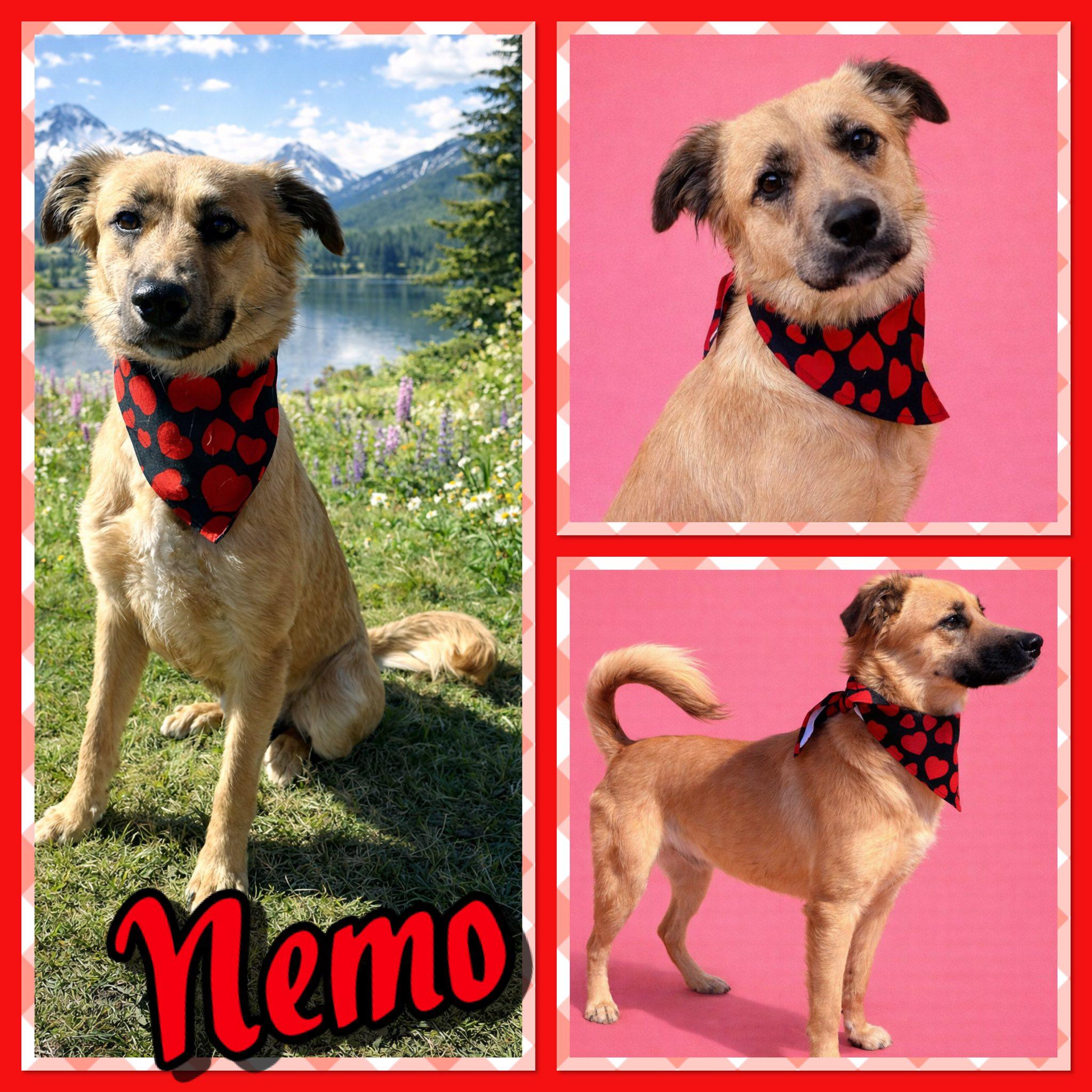 Nemo, ADOPTABLE, Young Male Shepherd.