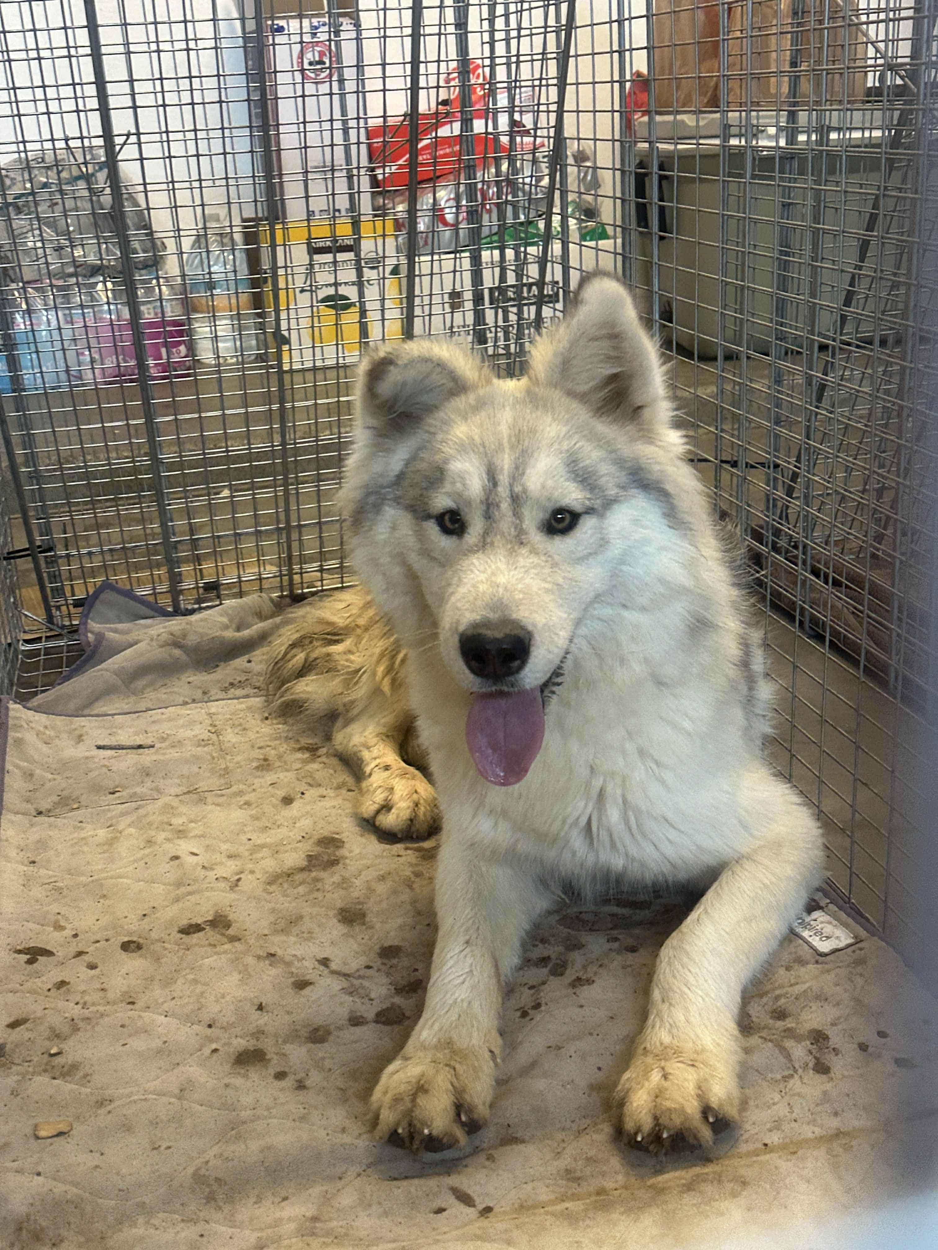 Storm, Adoptable, Young Male Siberian Husky.