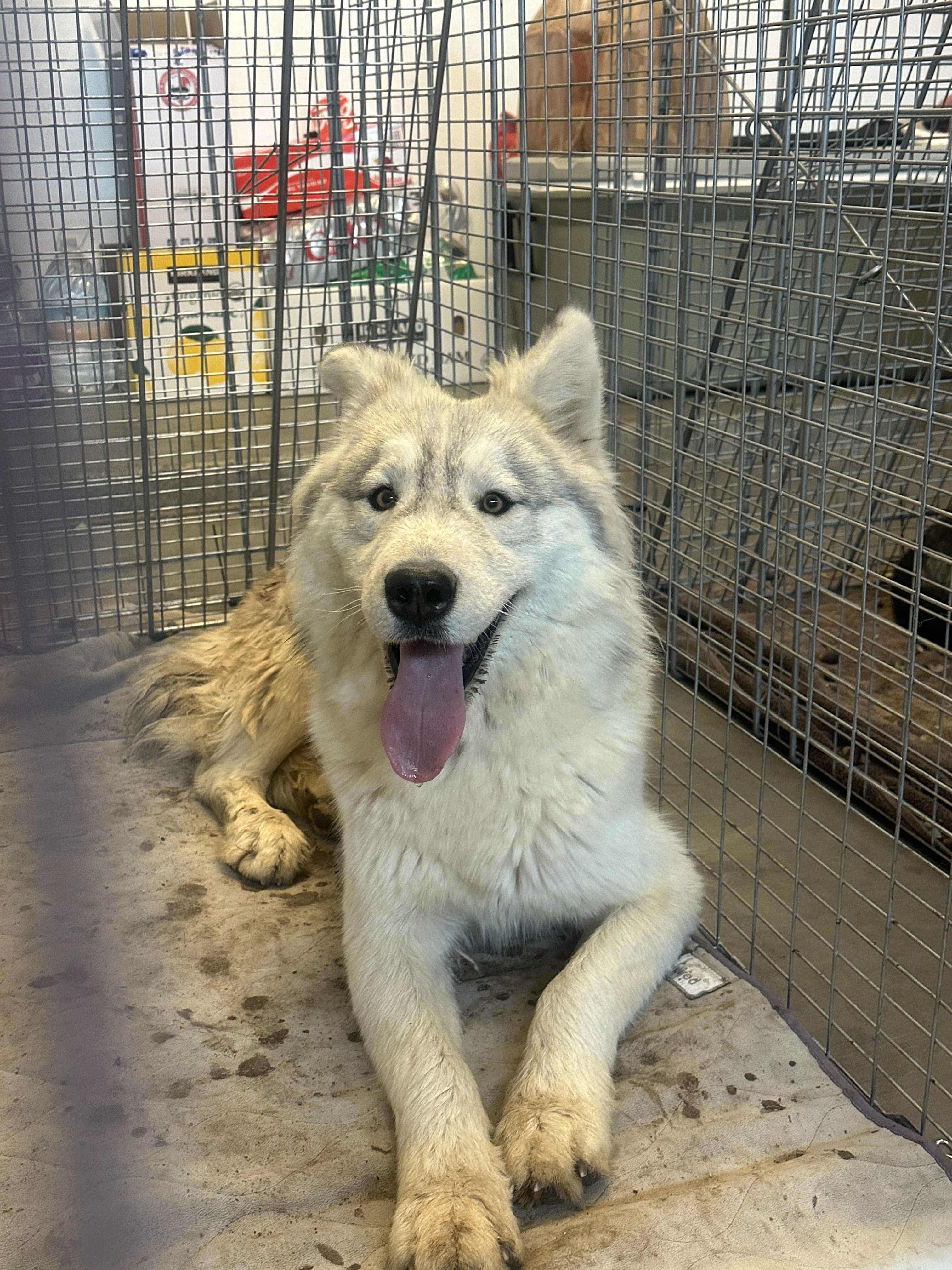 Enlarge Storm, a Adoptable Siberian Husky in Tucson, AZ image 2/6