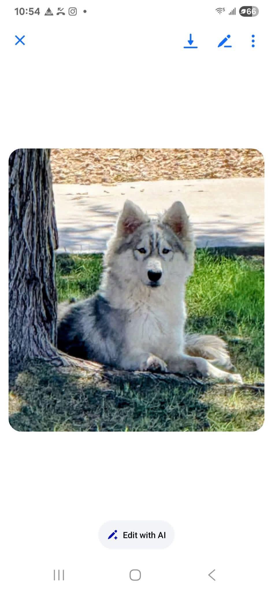 Enlarge Storm, a Adoptable Siberian Husky in Tucson, AZ image 3/6