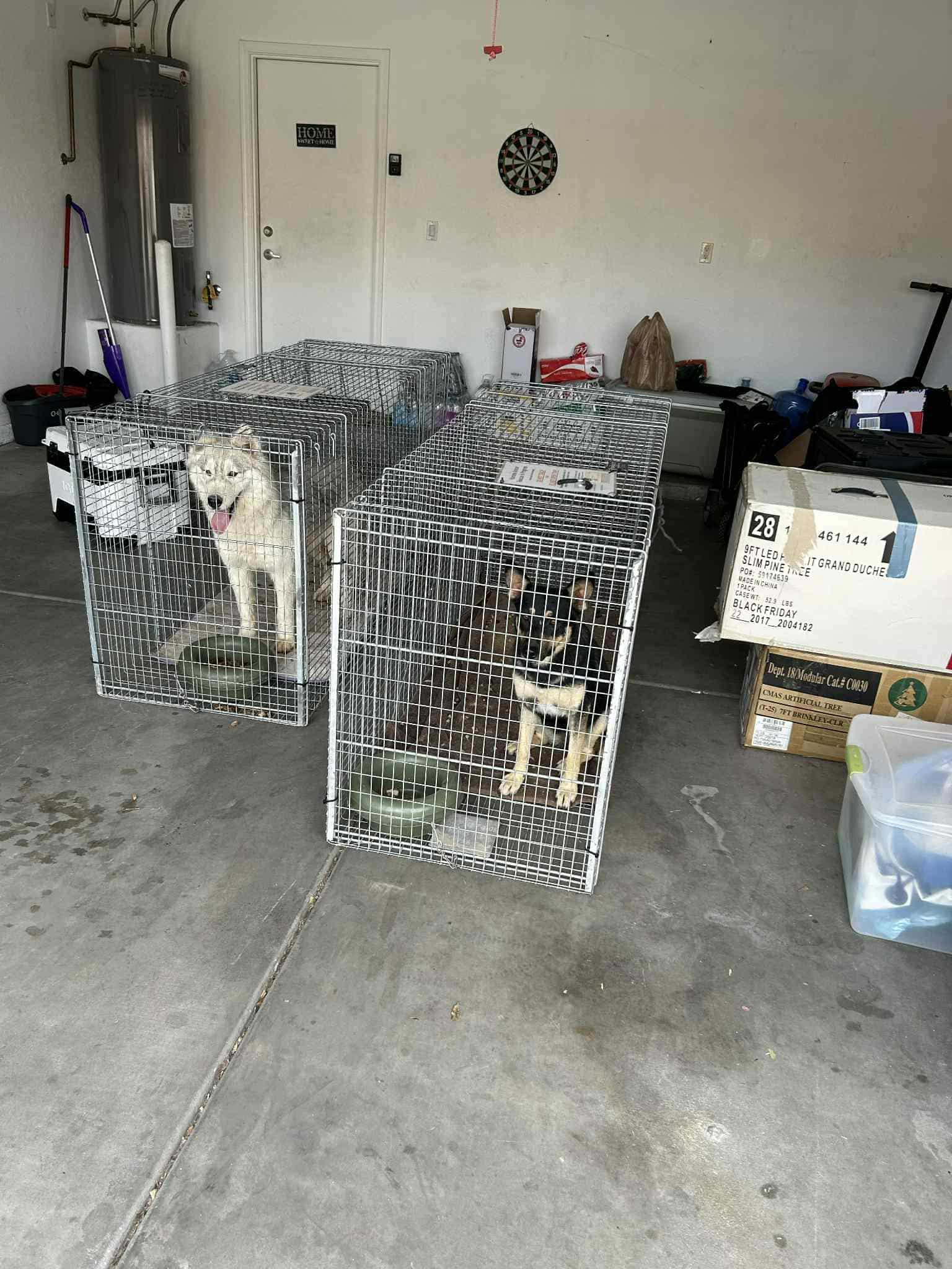 Enlarge Storm, a Adoptable Siberian Husky in Tucson, AZ image 4/6