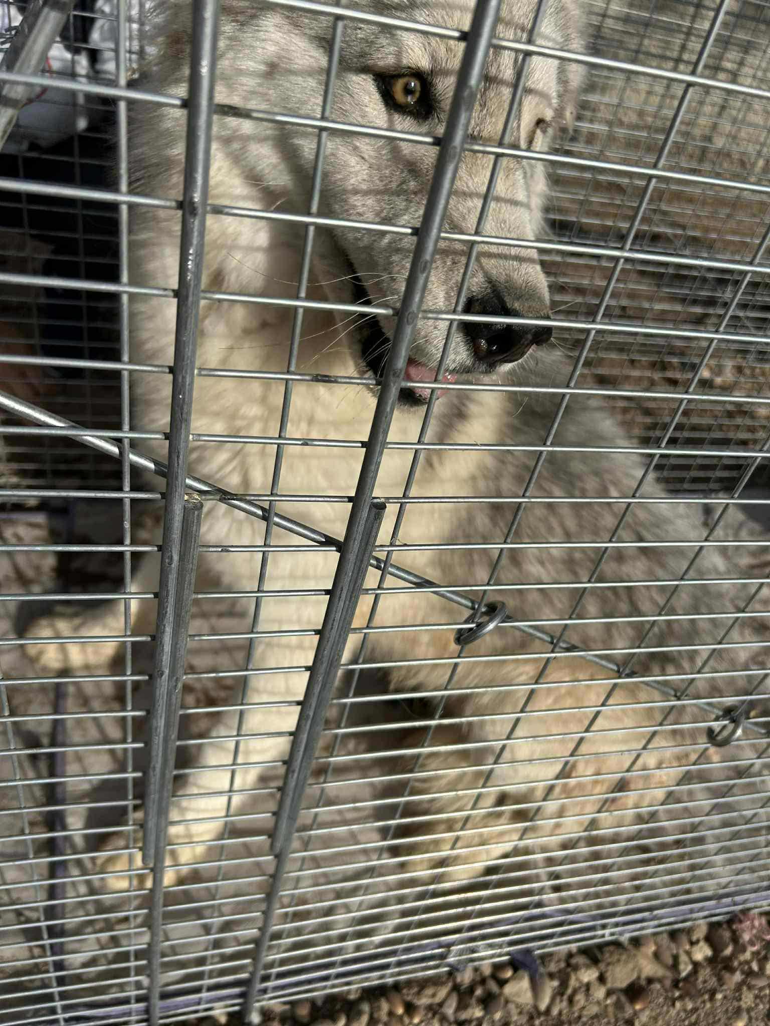 Enlarge Storm, a Adoptable Siberian Husky in Tucson, AZ image 5/6