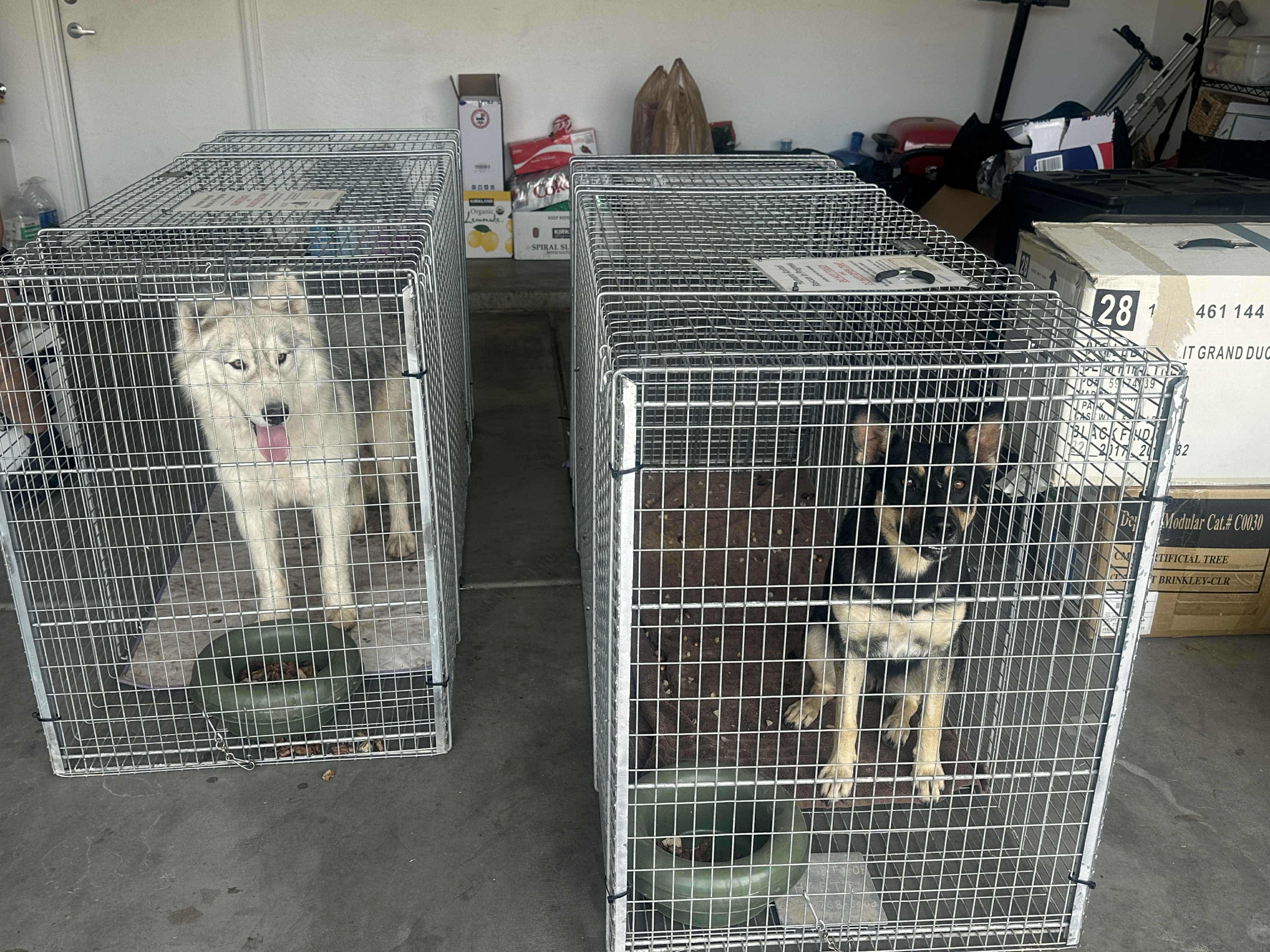 Enlarge Storm, a Adoptable Siberian Husky in Tucson, AZ image 6/6