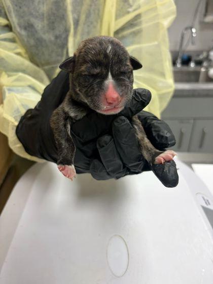 Chococat, Adoptable, Puppy Female Mixed Breed & Mixed Breed.