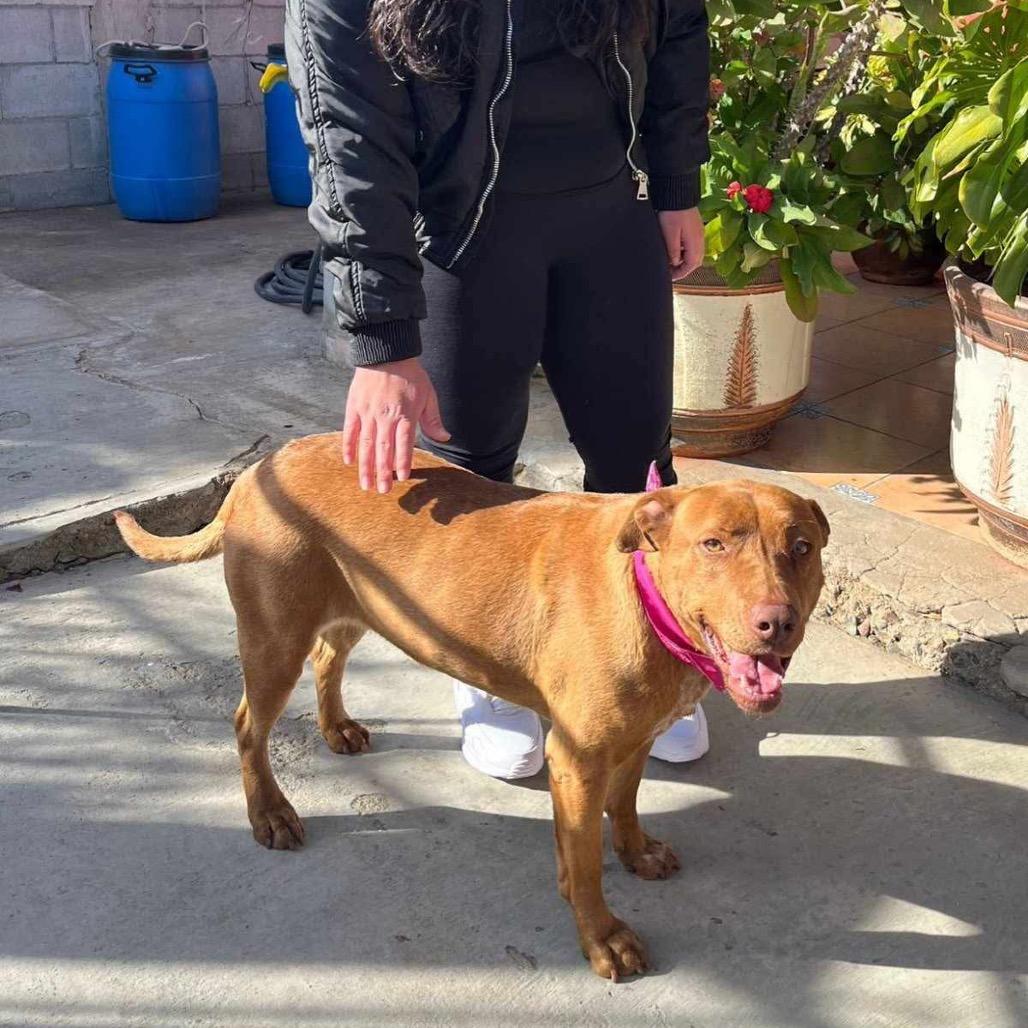 Canela, a Adoptable mixed breed in San Diego, CA image 2/3