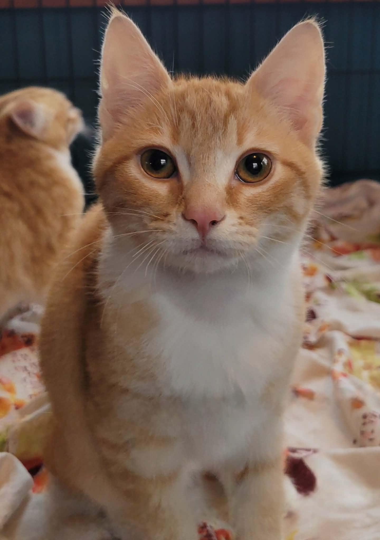 Enlarge Spice, a ADOPTABLE Domestic Short Hair in Salt Spring Island, BC image 1/3