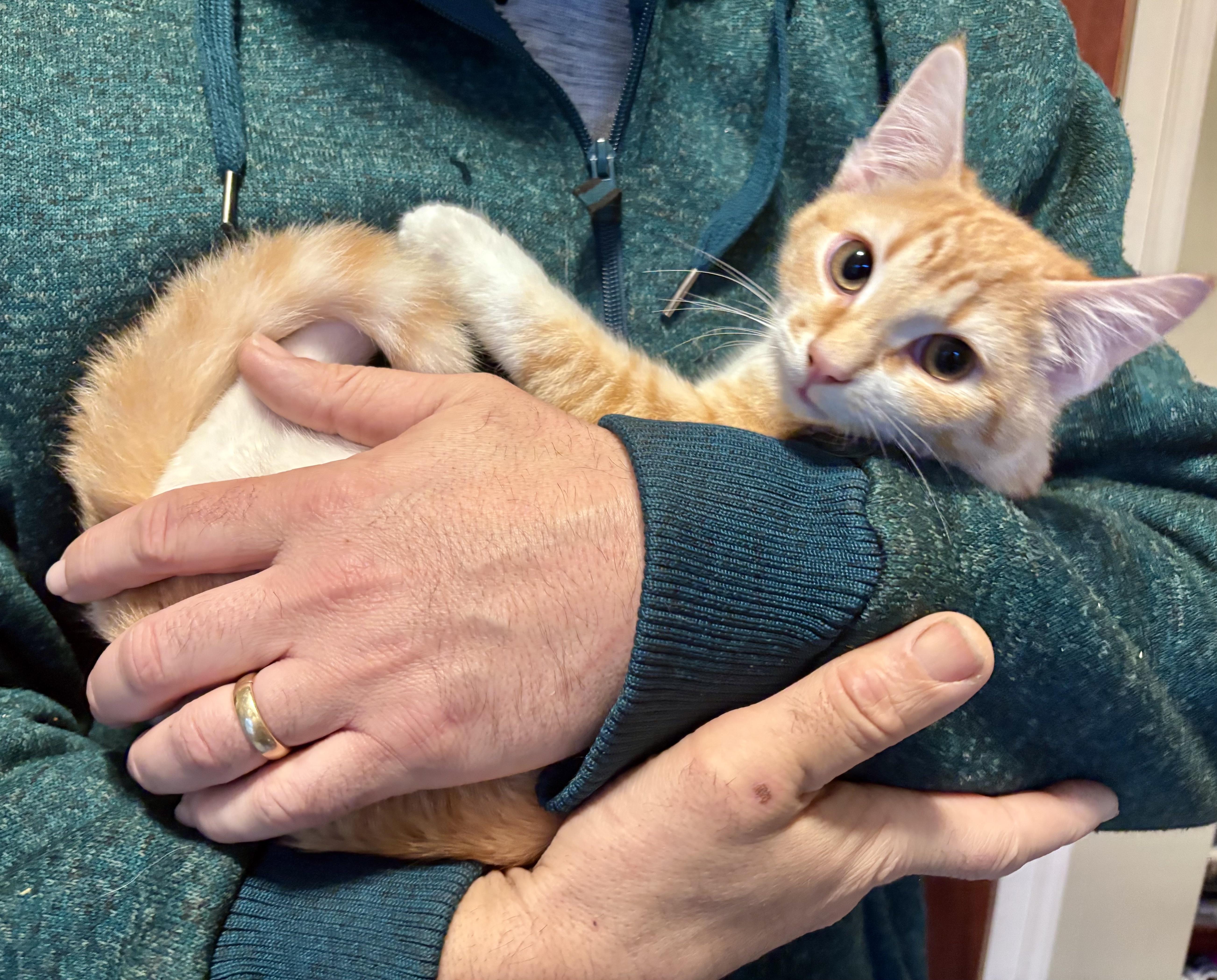 Spice, an adopted Domestic Short Hair in Salt Spring Island, BC image 4/5