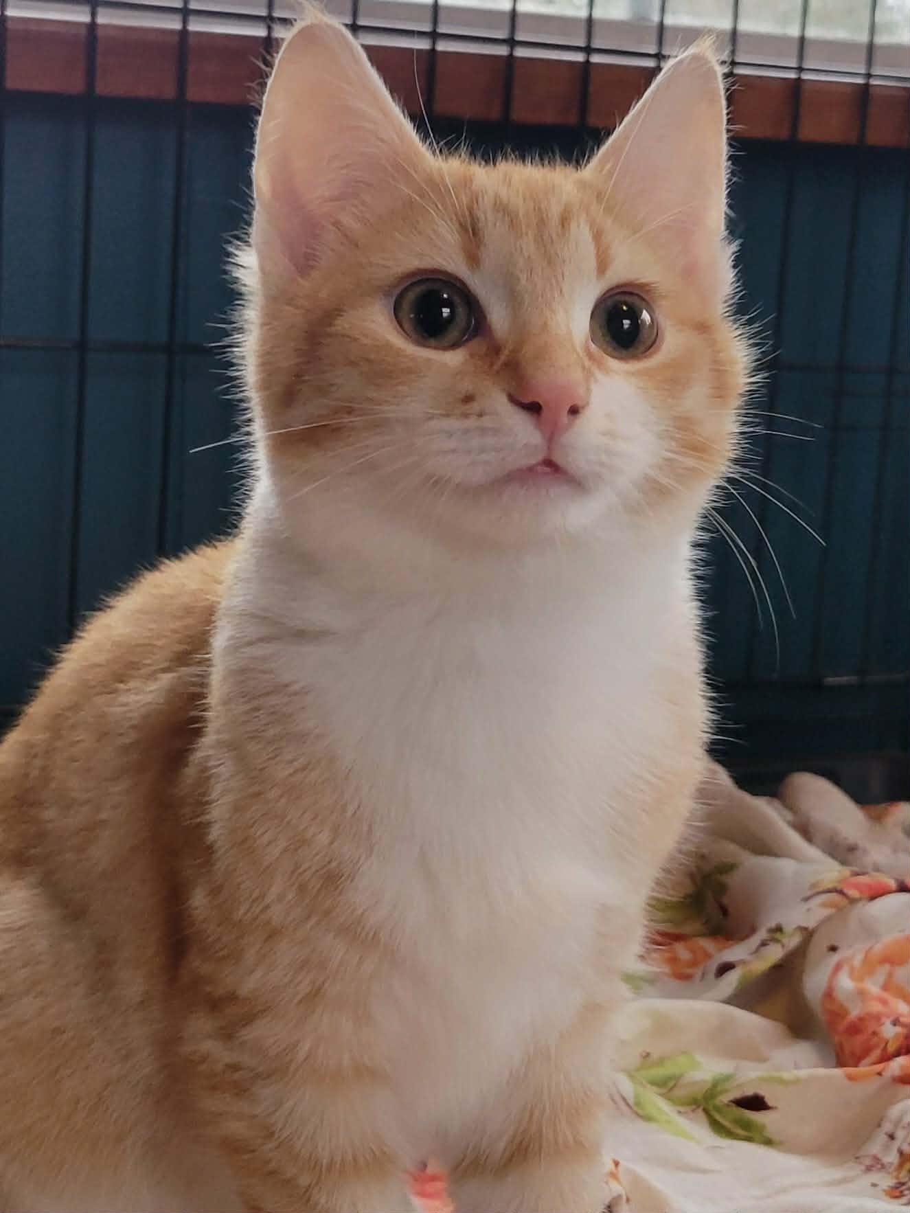 Spice, adopted, Kitten Male Domestic Short Hair.