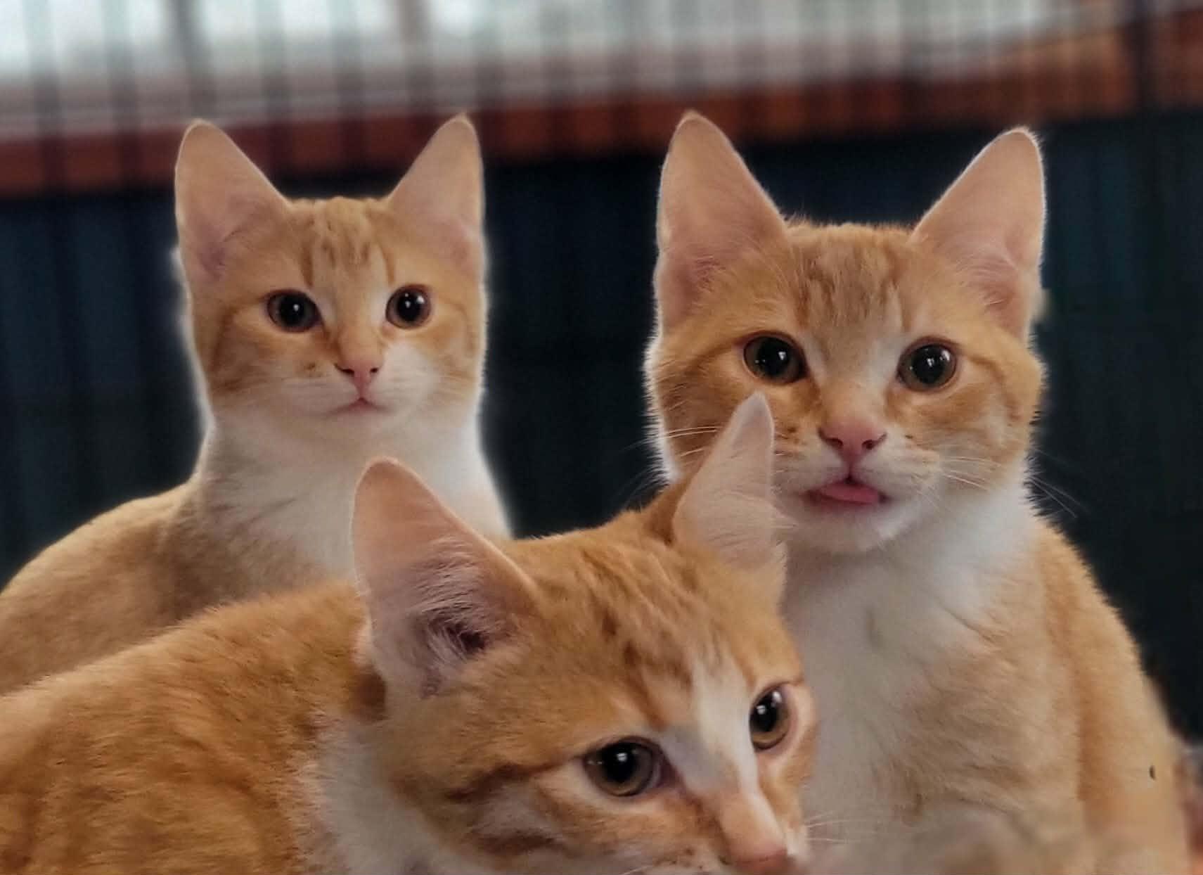 Enlarge Spice, a ADOPTABLE Domestic Short Hair in Salt Spring Island, BC image 2/3