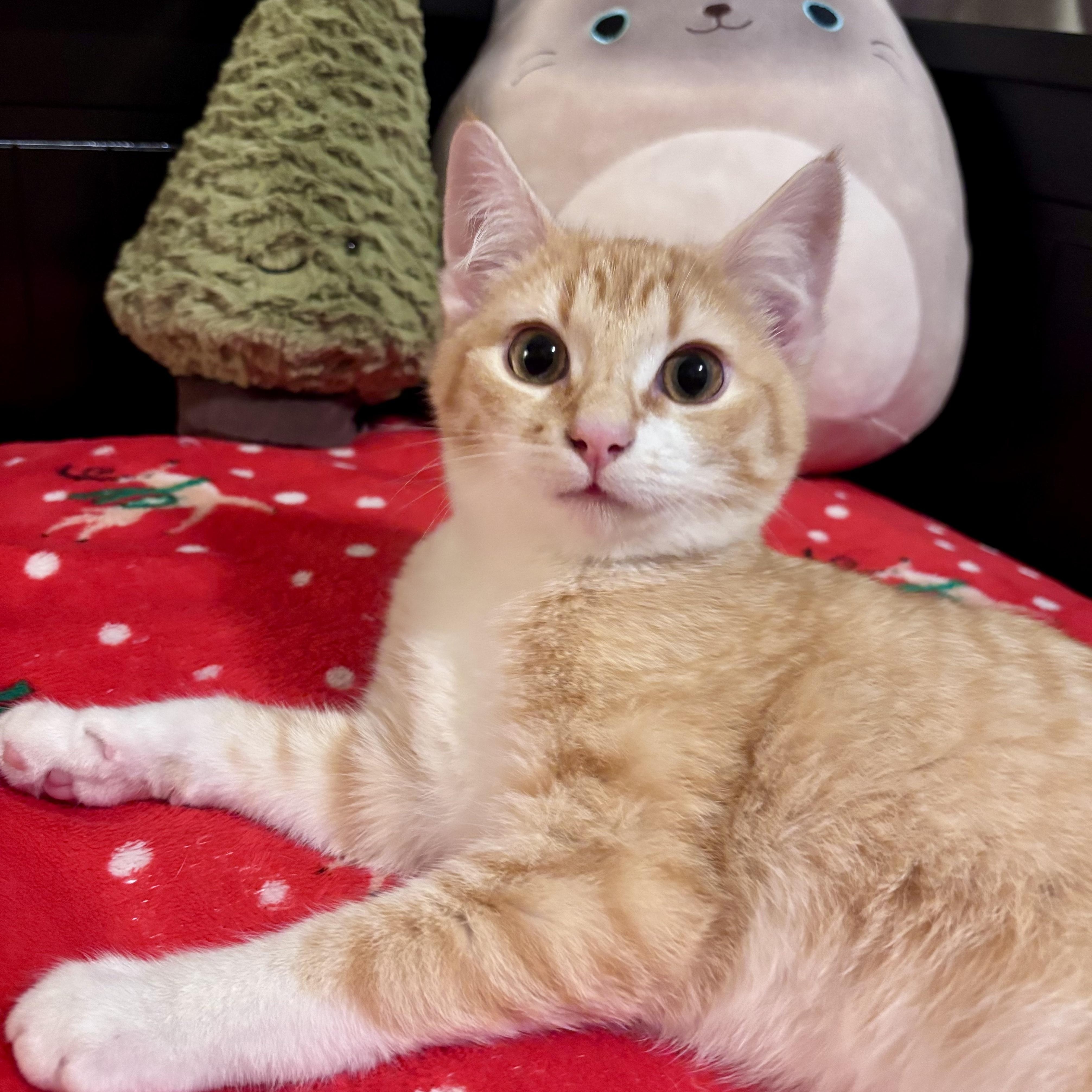 Spice, an adopted Domestic Short Hair in Salt Spring Island, BC image 3/5