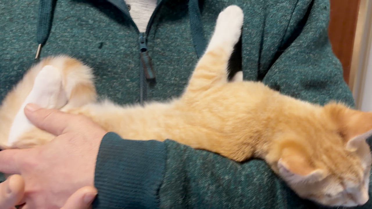 Enlarge Spice, an adopted Domestic Short Hair in Salt Spring Island, BC video 5/5