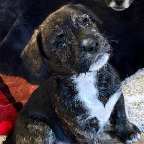 Stella, Adoptable, Puppy Female Mixed Breed.