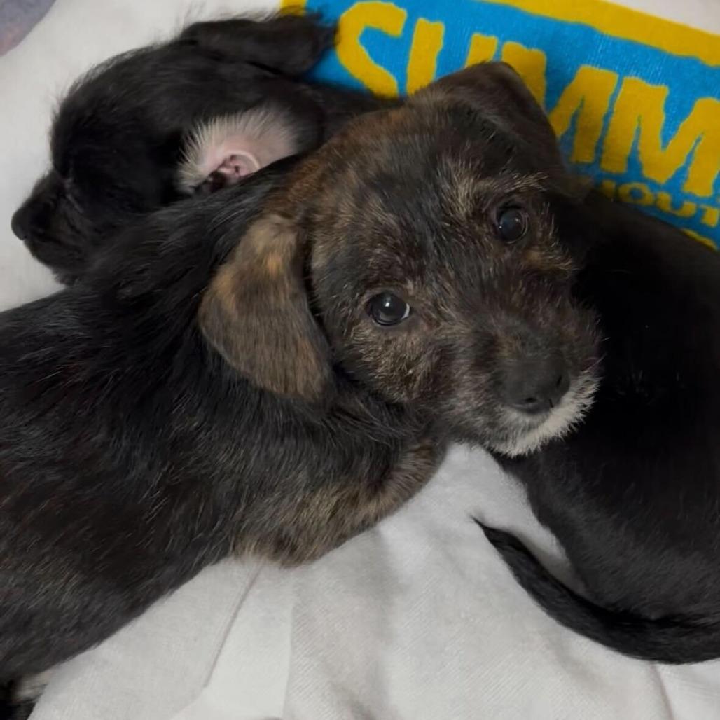 Enlarge Stella, a Adoptable Mixed Breed in Dover, NH image 2/2