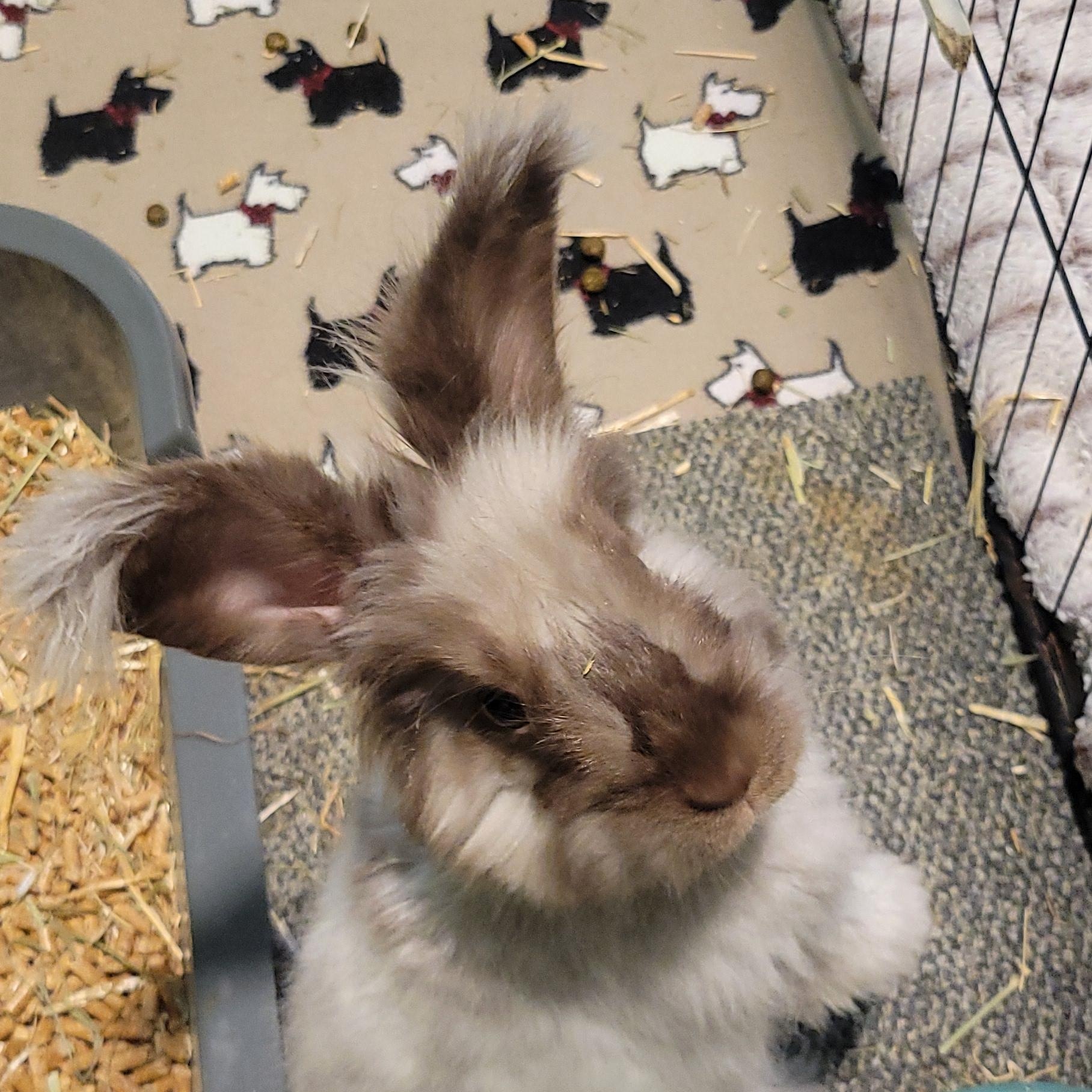 Enlarge Wicket, an adopted Angora Rabbit in Seminary, MS image 2/6