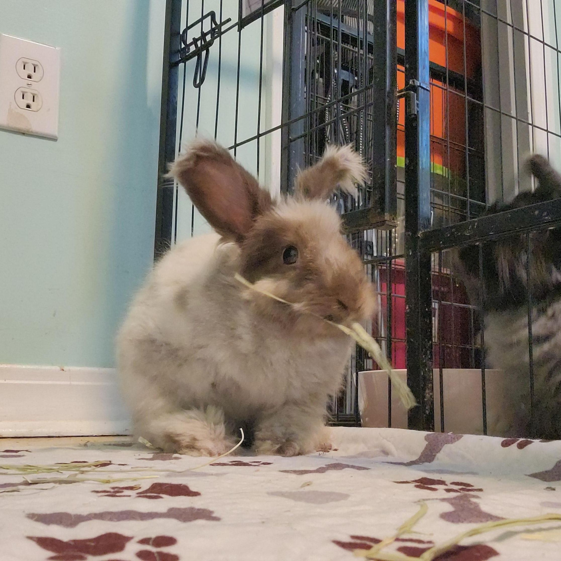 Wicket, adopted, Adult Female Angora Rabbit.