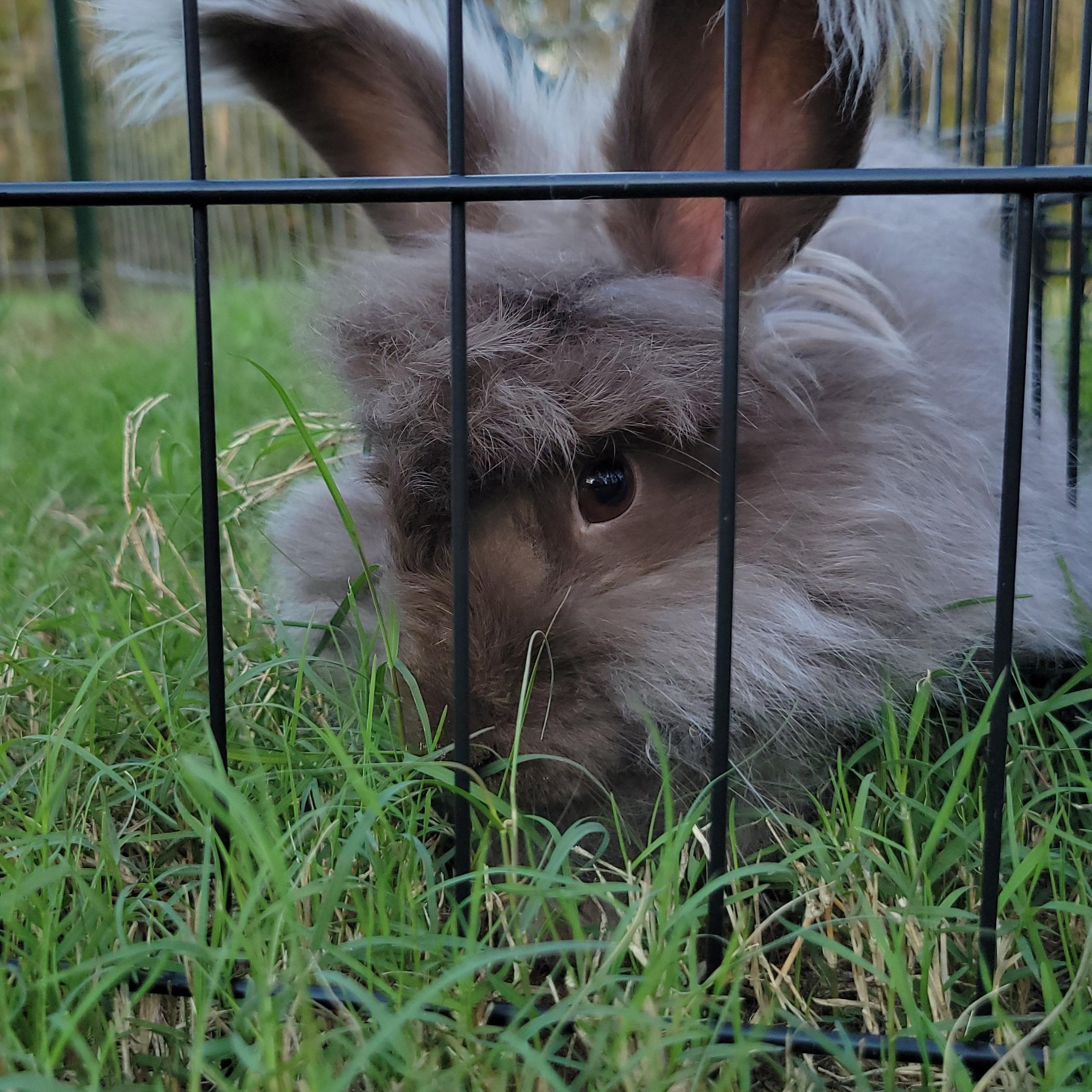 Enlarge Wicket, an adopted Angora Rabbit in Seminary, MS image 3/6