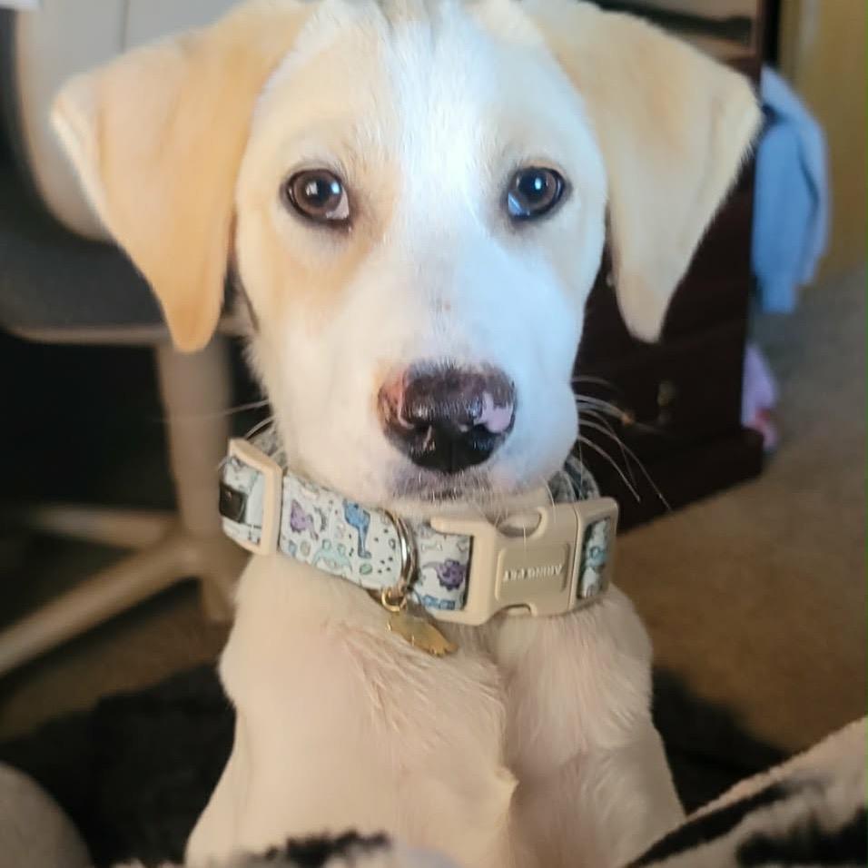 Lincoln, Adoptable, Puppy Male Labrador Retriever & Foxhound.