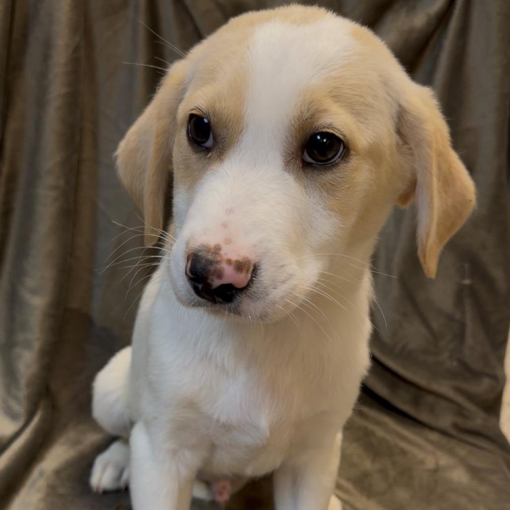 Enlarge Lincoln, a Adoptable mixed breed in Tomah, WI image 2/6