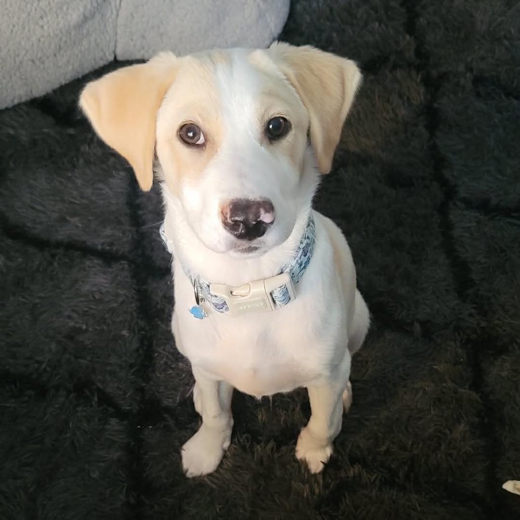 Enlarge Lincoln, a Adoptable mixed breed in Tomah, WI image 3/6