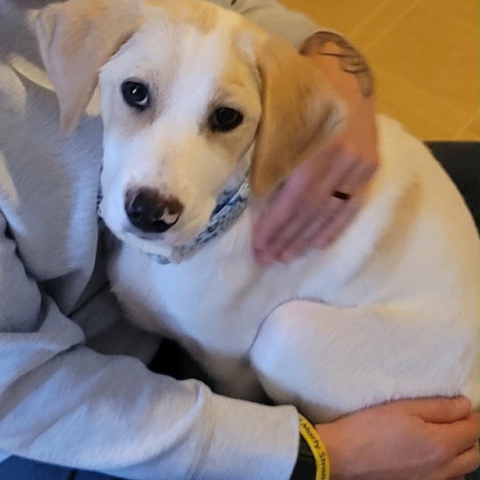 Enlarge Lincoln, a Adoptable mixed breed in Tomah, WI image 4/6