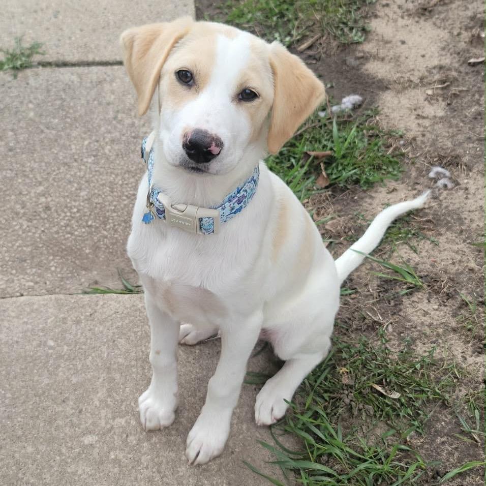 Enlarge Lincoln, a Adoptable mixed breed in Tomah, WI image 5/6