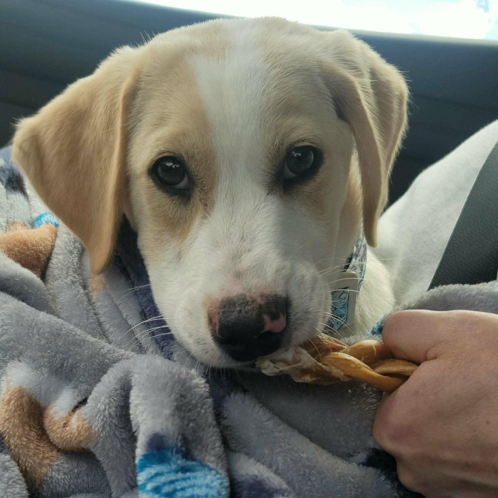 Enlarge Lincoln, a Adoptable mixed breed in Tomah, WI image 6/6