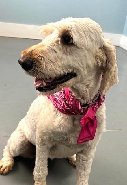 Dream Martini, adopted, Adult Female Goldendoodle & Mixed Breed.