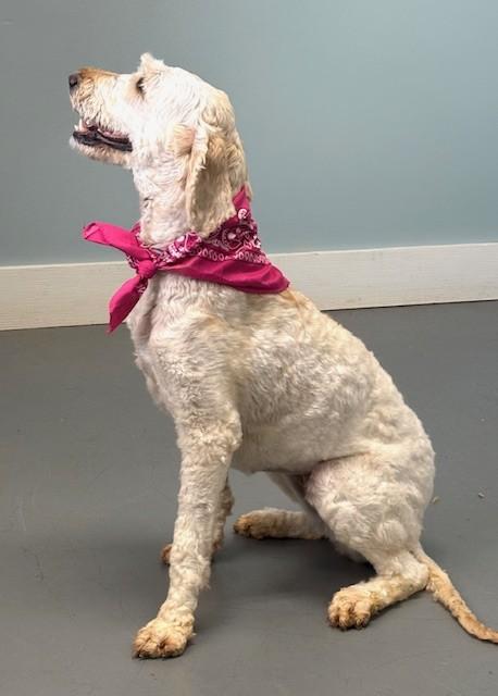 Dream Martini, an adopted mixed breed in Hawk Point, MO image 4/4