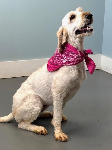 Dream Martini, an adopted mixed breed in Hawk Point, MO image 3/4