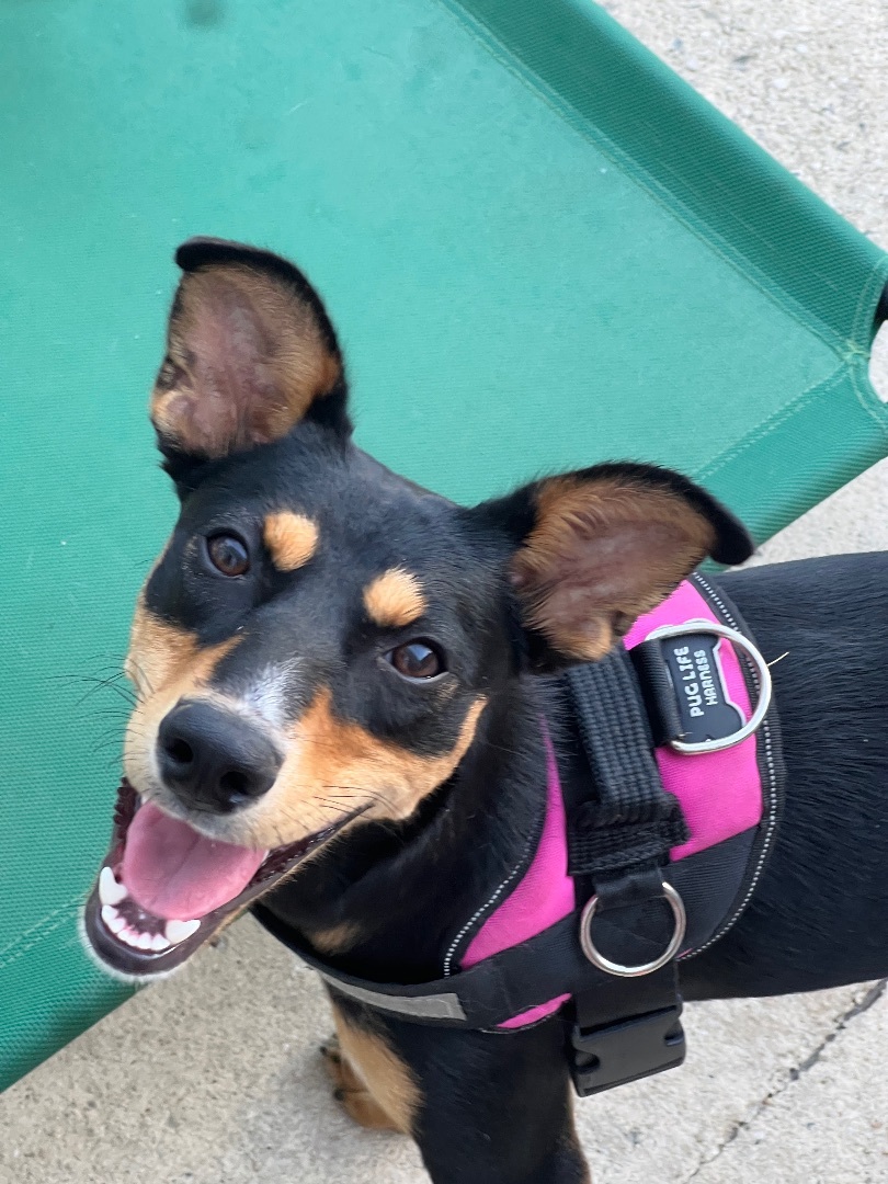 Enlarge NICOLE, a Adoptable mixed breed in Rincon, PR image 1/5