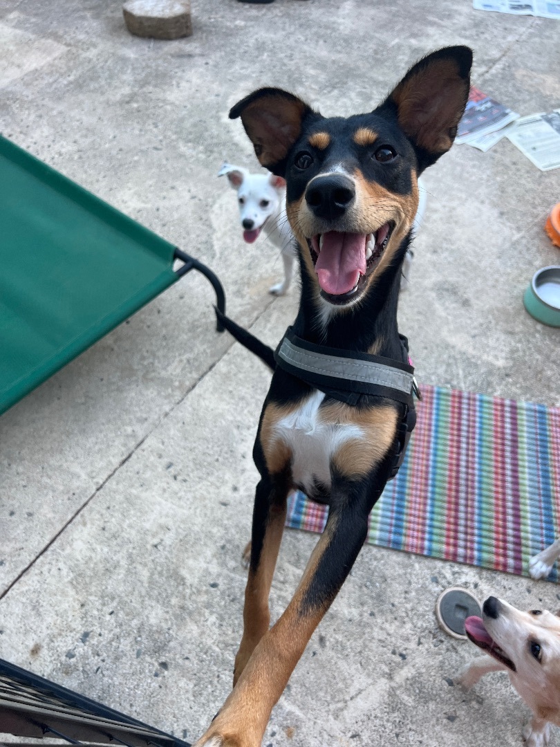 Enlarge NICOLE, a Adoptable mixed breed in Rincon, PR image 2/5