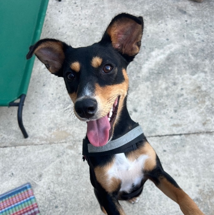Enlarge NICOLE, a Adoptable mixed breed in Annapolis, MD image 1/4