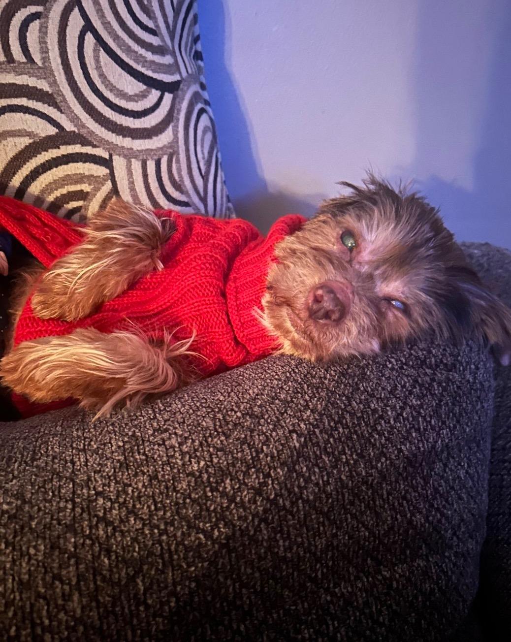 Enlarge Elton, a ADOPTABLE mixed breed in East Lansing, MI image 3/4