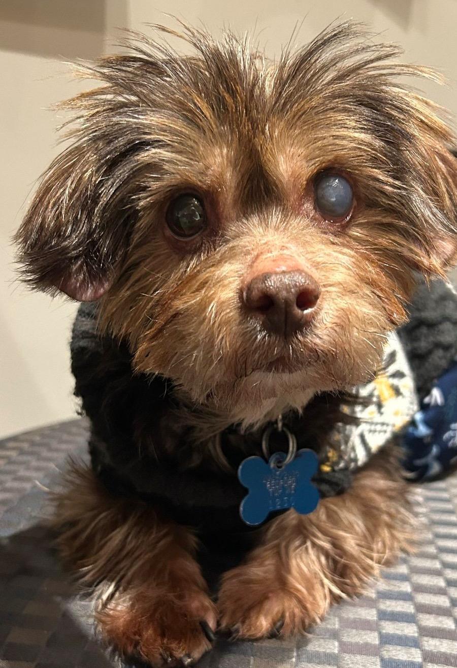 Enlarge Elton, a ADOPTABLE mixed breed in East Lansing, MI image 1/4